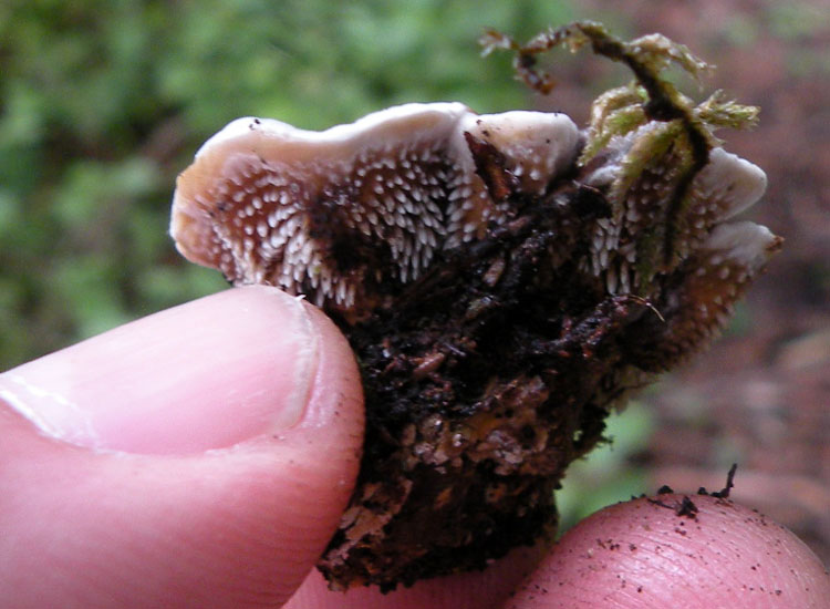Phellodon niger?